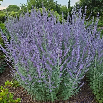 Perovskia atriplicifolia 'Prime Time'® – Sudárzsálya
