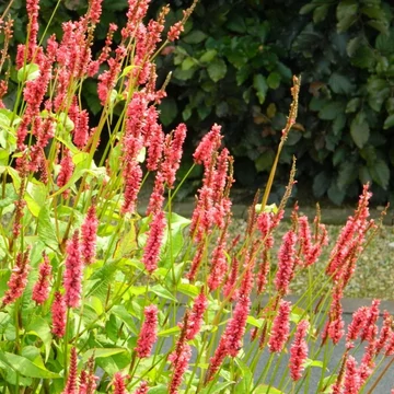 Persicaria amplexicaulis 'Lisan' – Keserűfű
