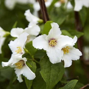 Philadelphus 'Belle Etoile' - Jezsámen