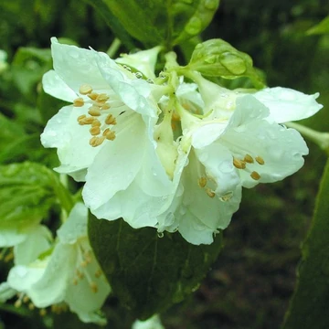 Philadelphus &#039;Mont Blanc&#039; - Jezsámen