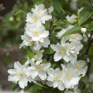 Philadelphus x virginalis &#039;Dame Blanche&#039; - Jezsámen