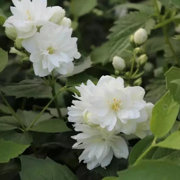 Philadelphus x virginalis 'Schneesturm' - Teltvirágú jezsámen