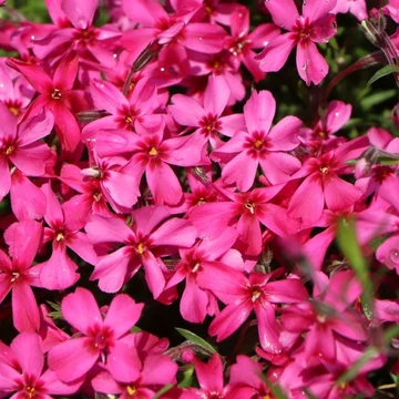 Phlox subulata 'Atropurpurea' - Árlevelű lángvirág