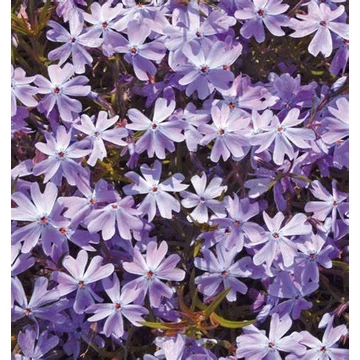 Phlox subulata &#039;Emerald Cushion Blue&#039; - Árlevelű lángvirág