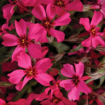 Phlox subulata 'Red Wings' - Árlevelű lángvirág