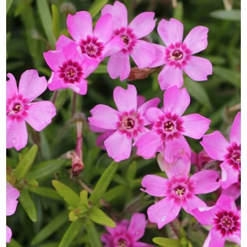 Phlox subulata &#039;Zwergenteppich&#039; - Árlevelű lángvirág