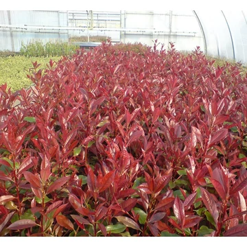 Photinia x fraeseri 'Camilvy' - Korallberkenye