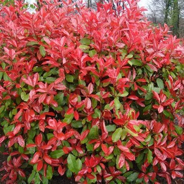 Photinia x fraeseri &#039;Red Robin&#039; - Korallberkenye