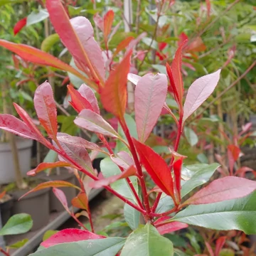 Photinia x fraseri &#039;Carre Rouge&#039; - Korallberkenye