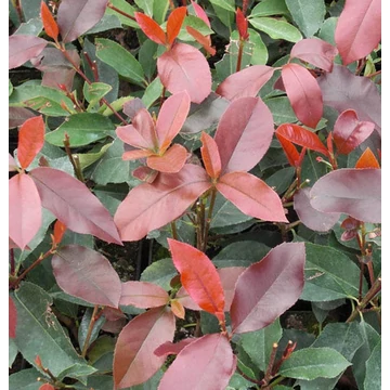 Photinia 'Red Select' - Korallberkenye