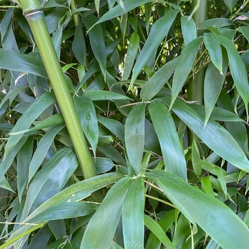 Phyllostachys bissetii - Sövénybambusz