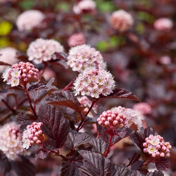 Physocarpus opulifolius 'Lady in Red' – Bangitalevelű hólyagvessző