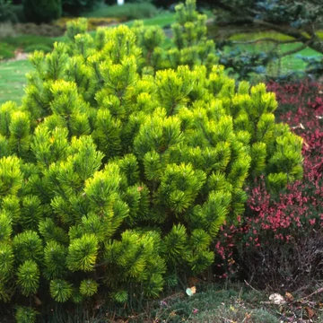 Pinus mugo 'Ophir' – Havasi törpefenyő