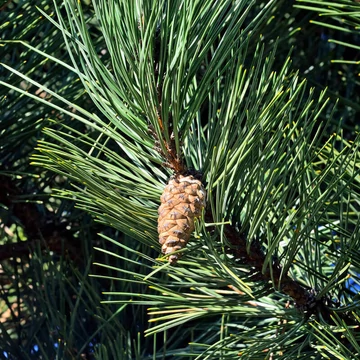 Pinus mugo subsp. mugo (syn.: Pinus montana, Pinus mughus) – Törpefenyő, havasi törpefenyő vagy henyefenyő