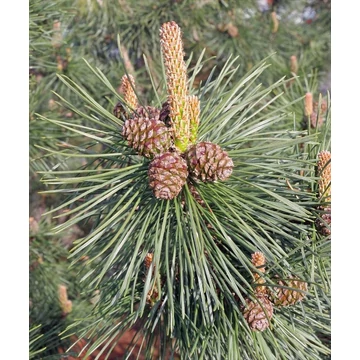 Pinus mugo - Havasi törpefenyő