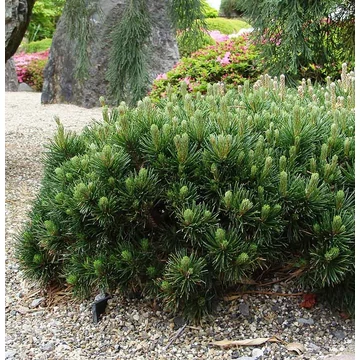 Pinus mugo 'Pumilio' - Havasi törpefenyő
