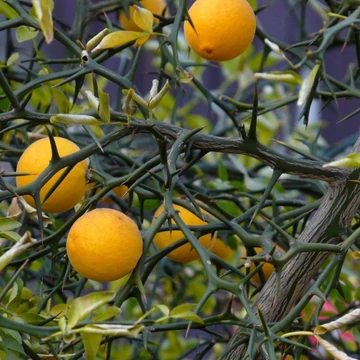 Poncirus trifoliata - Vadcitrom