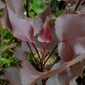 Populus deltoides &#039;Purple Tower&#039; - Oszlopos, bordós levelű nyárfa