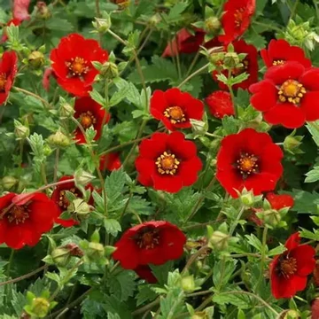 Potentilla 'Flamenco' – Pimpó