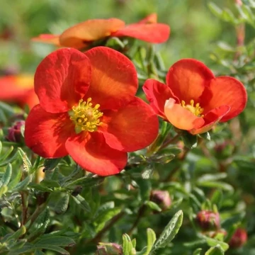 Potentilla fruticosa 'Marian Red Robin' (syn.: 'Marrob') – Cserjés pimpó