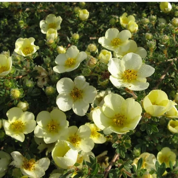 Potentilla fruticosa 'Primrose Beauty' – Cserjés pimpó