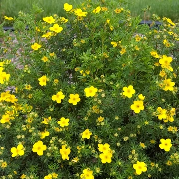 Potentilla fruticosa 'Goldfinger' - Cserjés pimpó