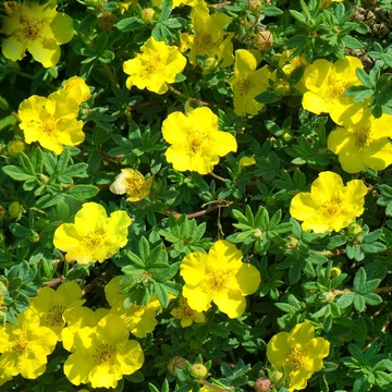 Potentilla fruticosa 'Kobold' - Cserjés pimpó