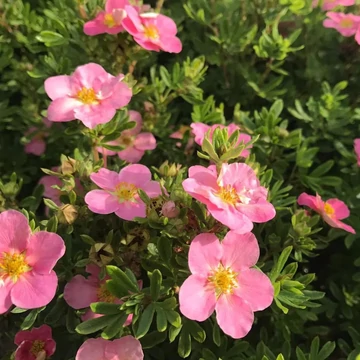 Potentilla fruticosa &#039;Lovely Pink&#039;® (syn.: &#039;Pink Beauty&#039;) - Cserjés pimpó