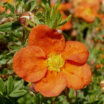 Potentilla fruticosa &#039;Red Ace&#039; - Cserjés pimpó