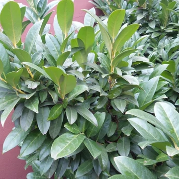 Prunus laurocerasus 'Cippora' - Babérmeggy