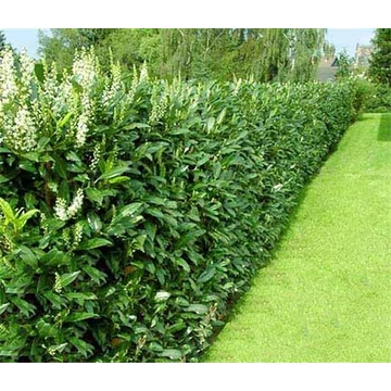 Prunus laurocerasus 'Genolia' - Babérmeggy