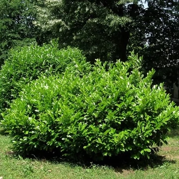 Prunus laurocerasus 'Mano' - Babérmeggy