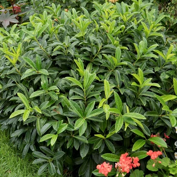 Prunus laurocerasus 'Mount Vernon' - Babérmeggy