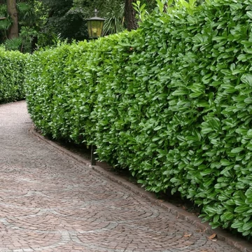 Prunus laurocerasus 'Novita' - Babérmeggy