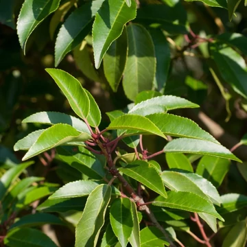 Prunus lusitanica 'Angustifolia' - Portugál babérmeggy