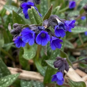 Pulmonaria 'Miss Elly' – Tüdőfű