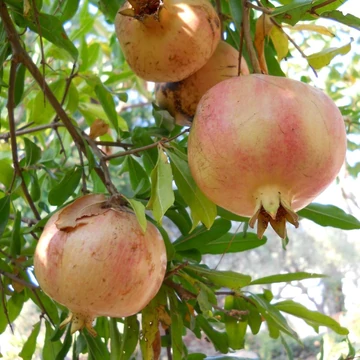 Punica granatum - Gránátalma, termős