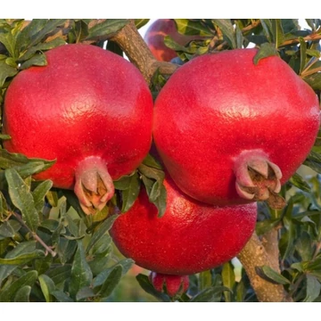 Punica granatum 'Hicaz' - Gránátalma, termős