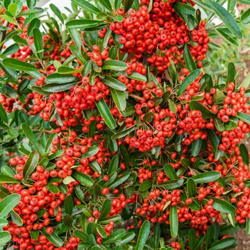 Pyracantha 'Mohave' - Tűztövis