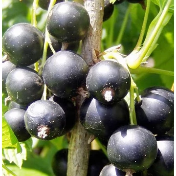 Ribes nigrum 'Aranka' - Fekete ribizli