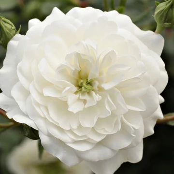 Rosa 'Alba Meillandina®' - Fehér, talajtakaró rózsa