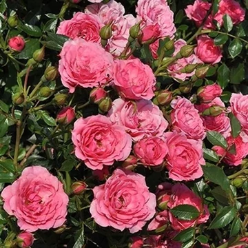 Rosa &#039;Asteria&#039;™ - Rózsaszín, törpe, mini rózsa