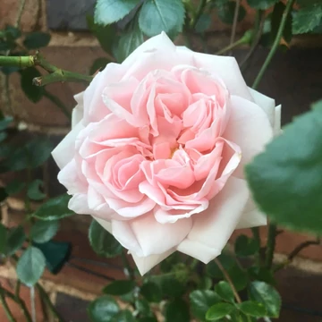 Rosa 'Awakening™' - Rózsaszín, climber, futó rózsa