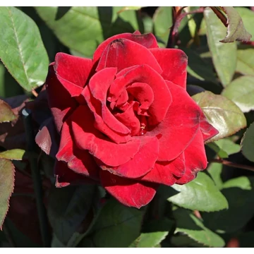 Rosa &#039;Barkarole®&#039; - Vörös, teahibrid rózsa