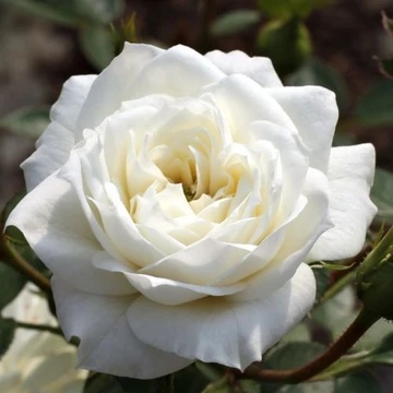 Rosa &#039;Bianco™&#039; - Fehér, törpe - mini rózsa