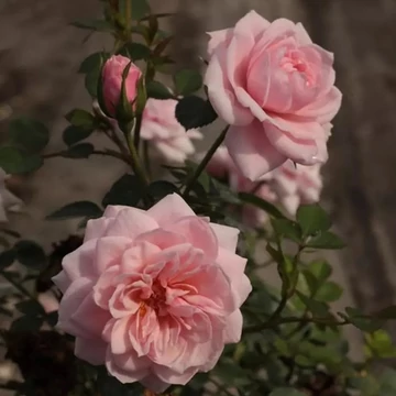 Rosa 'Blush Parade'® - Rózsaszín, törpe, mini rózsa