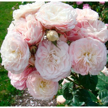 Rosa 'Bouquet Parfait®' - Fehér-rózsaszín, parkrózsa