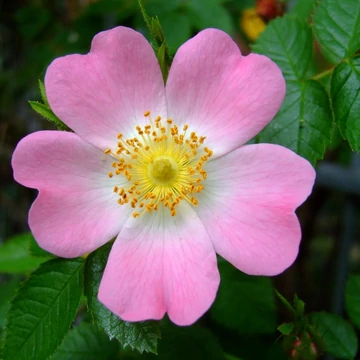 Rosa canina - Vadrózsa