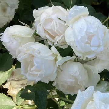 Rosa 'Creme Chantilly®' - Fehér, virágágyi floribunda rózsa