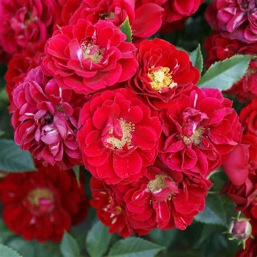 Rosa &#039;Fairy Dance&#039; - Vörös, virágágyi polianta rózsa